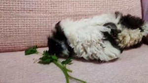 Королева красоты-морская свинка породы Лункария.