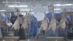 Линия убоя уток производительностью 6000 голов/ч.(whatsapp：+8618847076560)