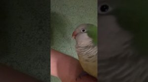 КИВИ-ПТИЧКА. Попугай монах-калита (квакер)_Не кричи!