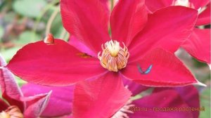 Клематис крупноцветковый Мазовше (clematis mazowsze) ? обзор: как сажать, саженцы клематиса Мазовше