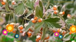 Бересклет форчуна Сильвер Квин. Краткий обзор, описание характеристик euonymus fortunei Silver Quee