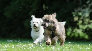 СЛОН И МОСЬКА. БАСНЯ ИВАНА КРЫЛОВА