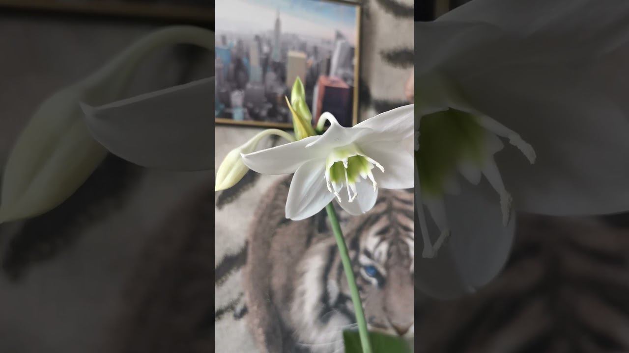 КАК ЦВЕТЕТ ЭУХАРИС. HOW EUCHARIS BLOOMS#shorts