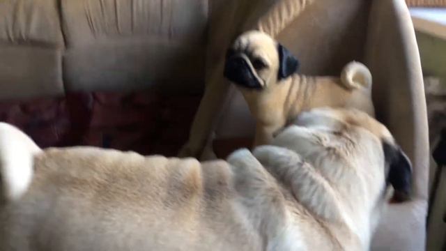 Мопс в недоумении смотреть онлайн