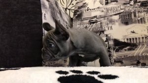 Французский бульдог голубого окраса, щенку 1,5 месяца