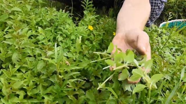 Заготовка полевой мяты смотреть онлайн