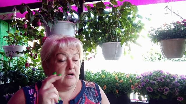 ?Голова идет кругом от информации.?Как восстановить куст петунии после фитофторы и фузариоза.? смотреть онлайн