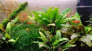 Новые рыбки в 30 литровом аквариуме