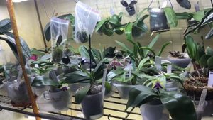 Лампы для орхидей! Дополнительное освещение для моих орхидей!