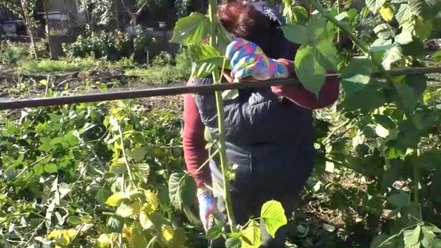 КАК ПОДГОТОВИТЬ ЕЖЕВИКУ К ЗИМЕ смотреть онлайн