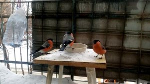 Птицы Сибири)))