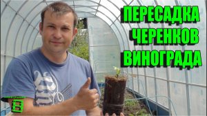 Пересадка черенков винограда (продолжение истории с верхушками саженцев) #Виноград