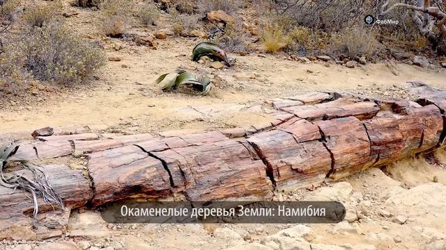 Окаменевшие Деревья на Марсе? Марсоход Curiosity смотреть онлайн
