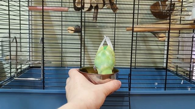 ?? ?Как приучить попугая к овощам и фруктам?
