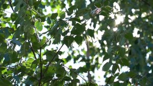 Солнечный летний день. Солнце светит сквозь качающиеся на ветру ветки берёзы