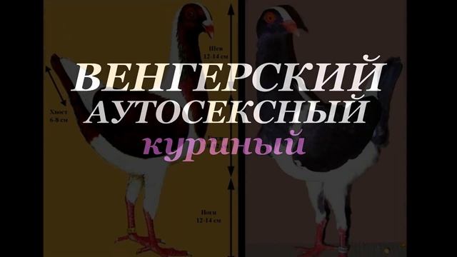 ИНТЕРЕСНОЕ разнообразие Всех ВЕНГЕРСКИХ ПОРОД голубей ?? Часть-2 / Pigeon breeds