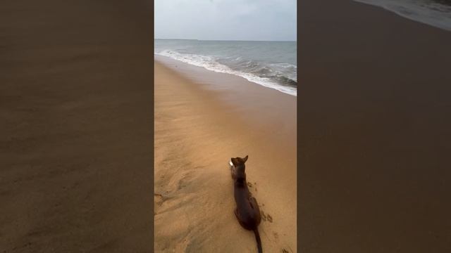 Собака купается в Индийском океане на Шри-Ланке ?