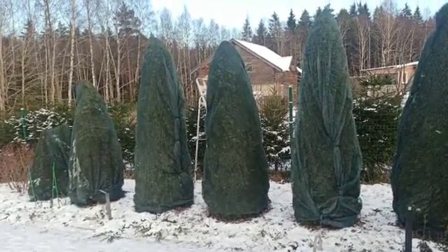 Солнечные ожоги хвойных смотреть онлайн