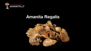 Amanita.LT - Dried Amanita Muscaria Mushrooms | Online Shop