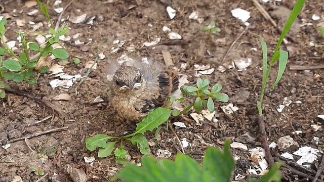 Выкармливание птенца скворца мухами.