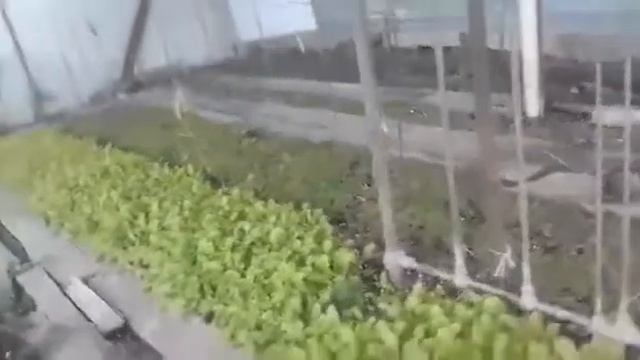 ТЕПЛИЦА!!!! неотапливаемая теплица на септике