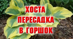 ХОСТА. Из пакета в горшок.mp4
