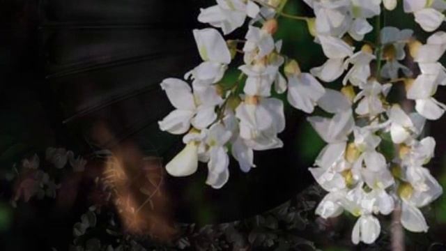 Белой акации гроздья душистые смотреть онлайн