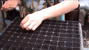 Как заставить семена вербены прорасти