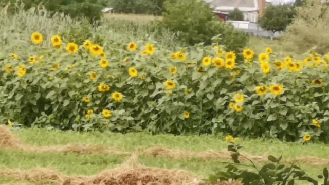 Разнотравье мед