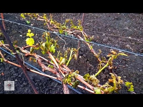 Возвратные заморозки на винограднике. Чего ждать от виноградных кустов