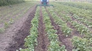 Ежи для обработки междурядий. Борона ротационная КОН-2.8.