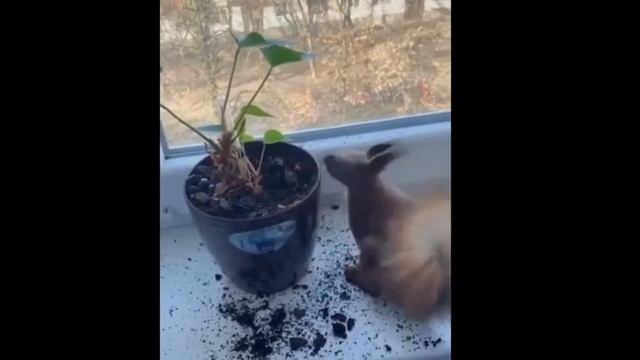 С ДНЁМ КЛАДОИСКАТЕЛЯ КАМРАДЫ! КЛАД! ВОТ ОН КЛАД я его найду!  23 мая что за праздник сегодня ?