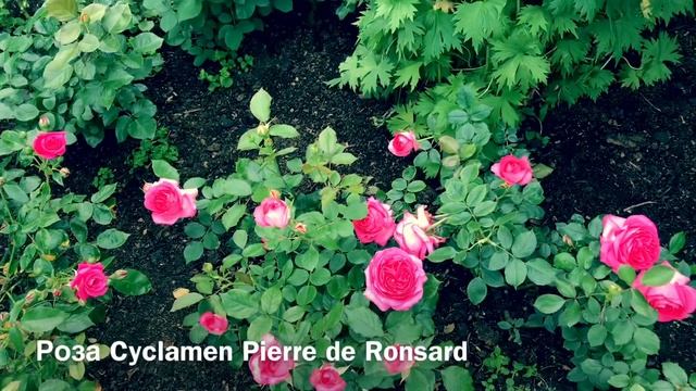 Розы. Как хороши сорта этих роз: Schneewalzer, Rhapsody in Blue.... смотреть онлайн