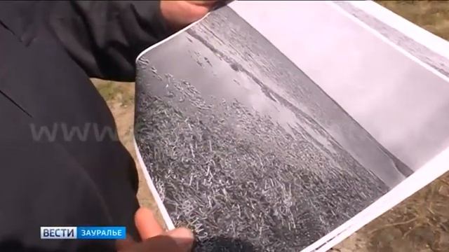 В Макушинском районе разбираются, почему погибла рыба смотреть онлайн