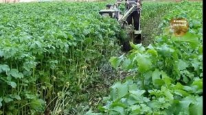 ВНЕСИТЕ ЭТО В ГРЯДКИ ПОД КАРТОФЕЛЬ ОСЕНЬЮ,ЧТО БЫ СОБРАТЬ ТОННУ КРУПНОГО КАРТОФЕЛЯ В СЛЕДУЮЩЕМ ГОДУ!