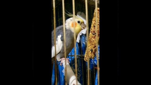 ВКУСНОЕ ЛАКОМСТВО ДЛЯ ПОПУГАЯ__ПРИЦЕПИЛИ СЕПИЮ__ОСВОБОДИЛИ УГОЛ ПОД ДЕМОНТАЖ БАТАРЕИ.☝️???.mp4