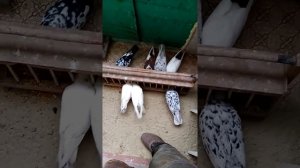 Кормление голубей зимой!