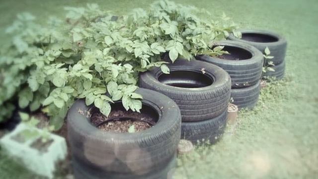Как вырастить картофель в сумке: этот рецепт поможет вам вырастить картофель в со✔ #how_to_grow_pot