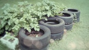 Как вырастить картофель в сумке: этот рецепт поможет вам вырастить картофель в со✔ #how_to_grow_pot