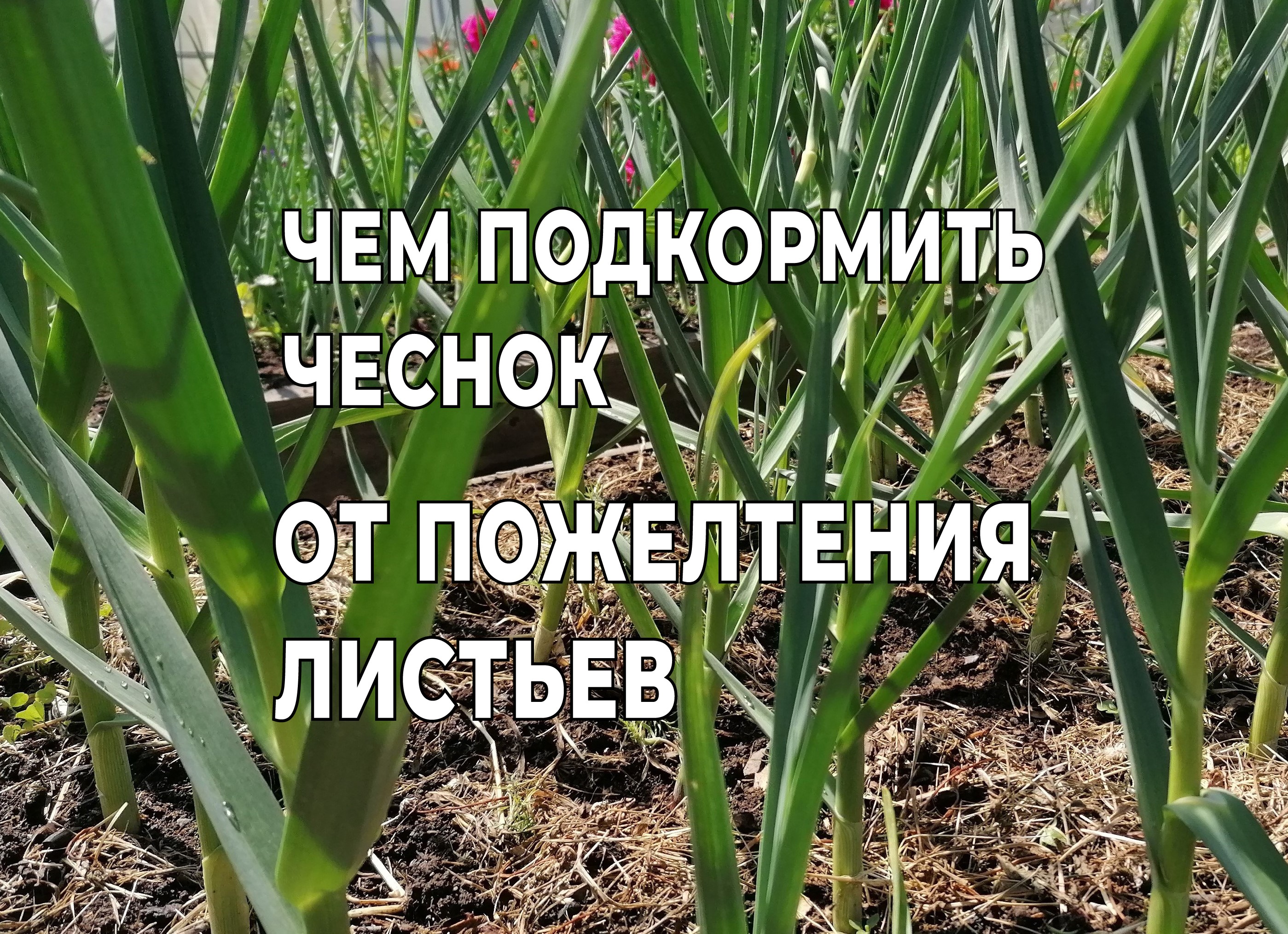 Подкормка чеснока от которой исчезнет пожелтение листьев и стебель станет толстым.