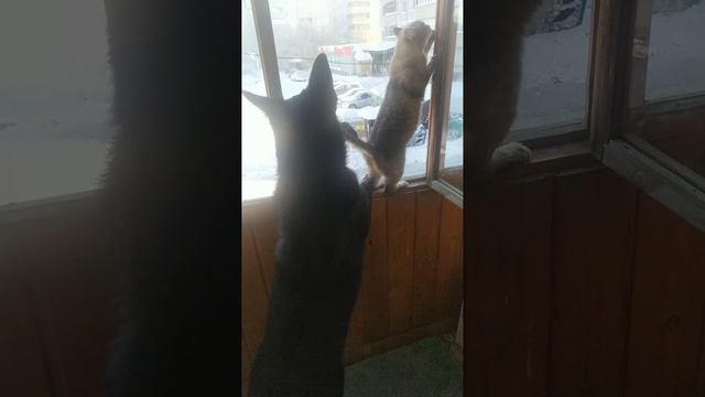 ВЕО восточно европейская овчарка черная 2023-02-18 12-23-10 смотреть онлайн