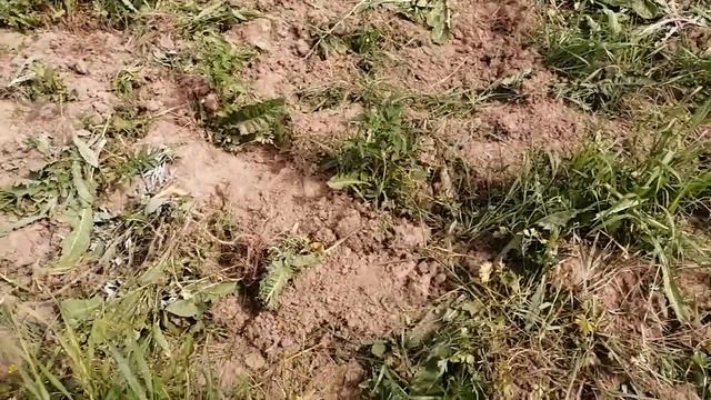 Плоскорез Фокина или гербициды? смотреть онлайн