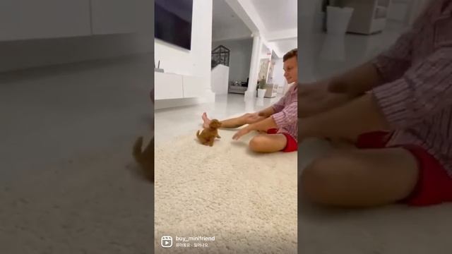 Мальтипу мини по вопросам пишите WhatsApp +79156997447