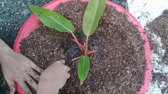 Best Soil Mixture for Philodendron Marmalade смотреть онлайн