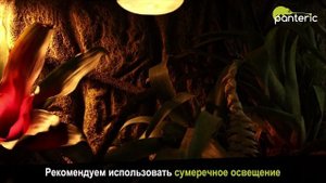 Содержание Реснитчатого бананоеда
