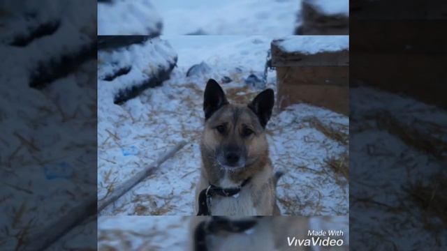 Не покупай собаку, возьми её из приюта!?