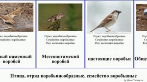 Птица, отряд воробьинообразные, семейство воробьиные воробей каменный birds снежный вьюрок Рыжий