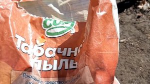 Луковая муха исчезнет. Внесите это в Июле под лук. Рабочий метод избавиться от луковой мухи