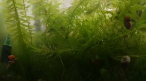 Вода очищена, дафнии работают