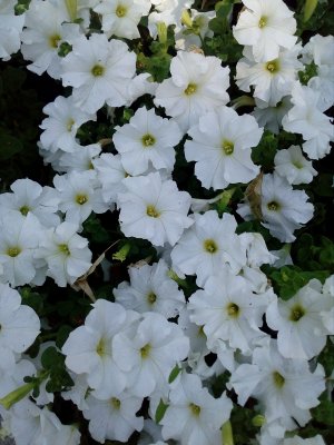 Как правильно вырастить, посадить в открытый грунт ПЕТУНИИ